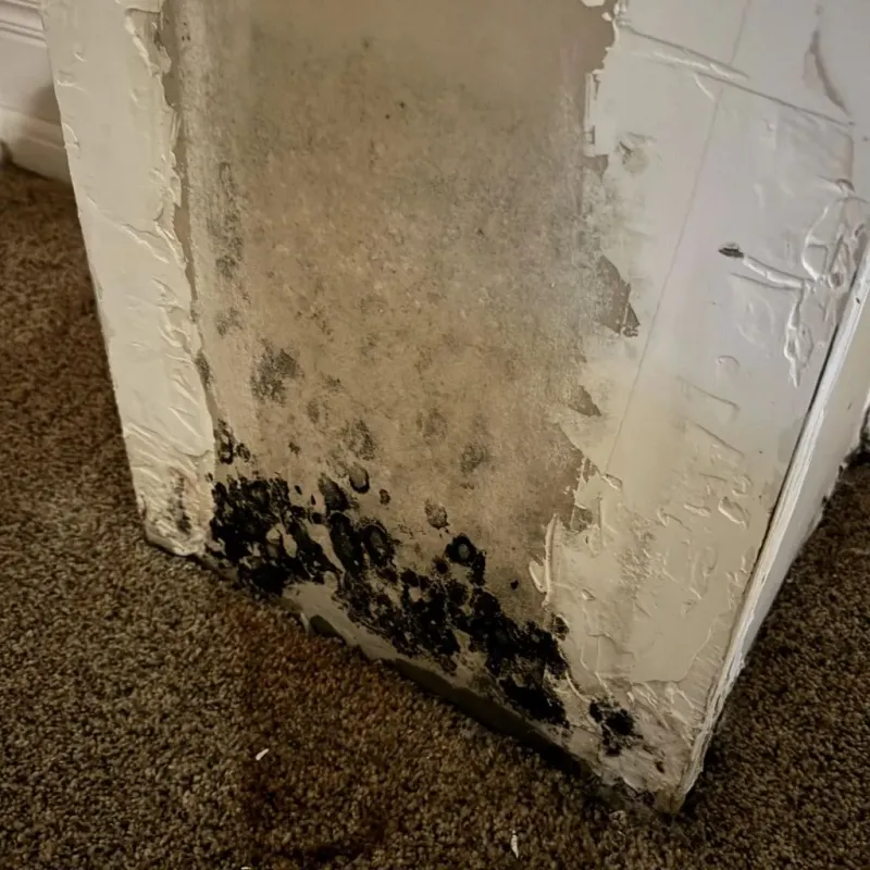 Professional Mold Removal in Hanceville, AL